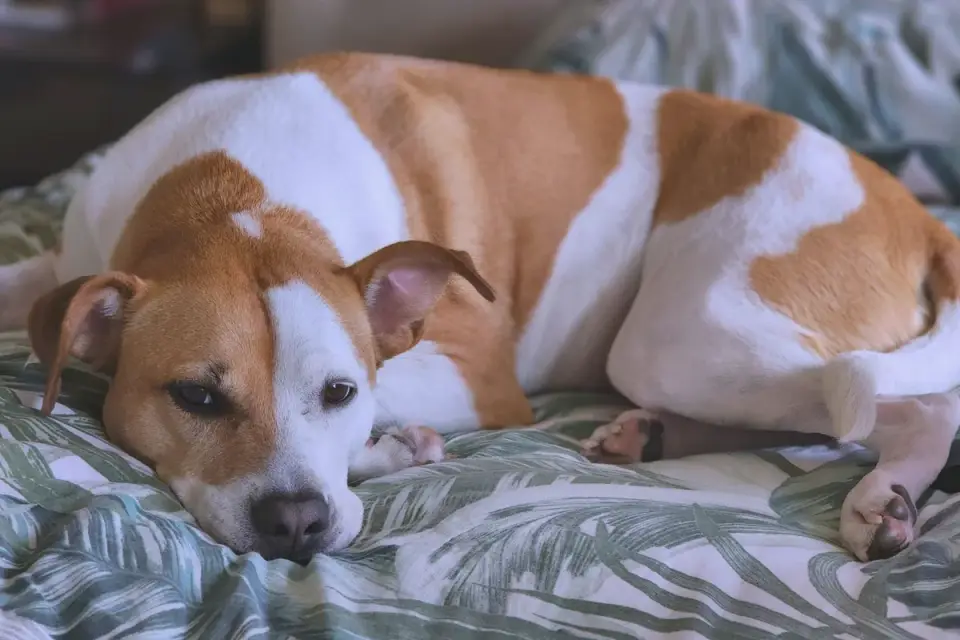 Dog lying calmly on a bed after a training session