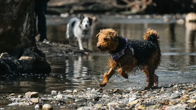 Dog playing outdoors