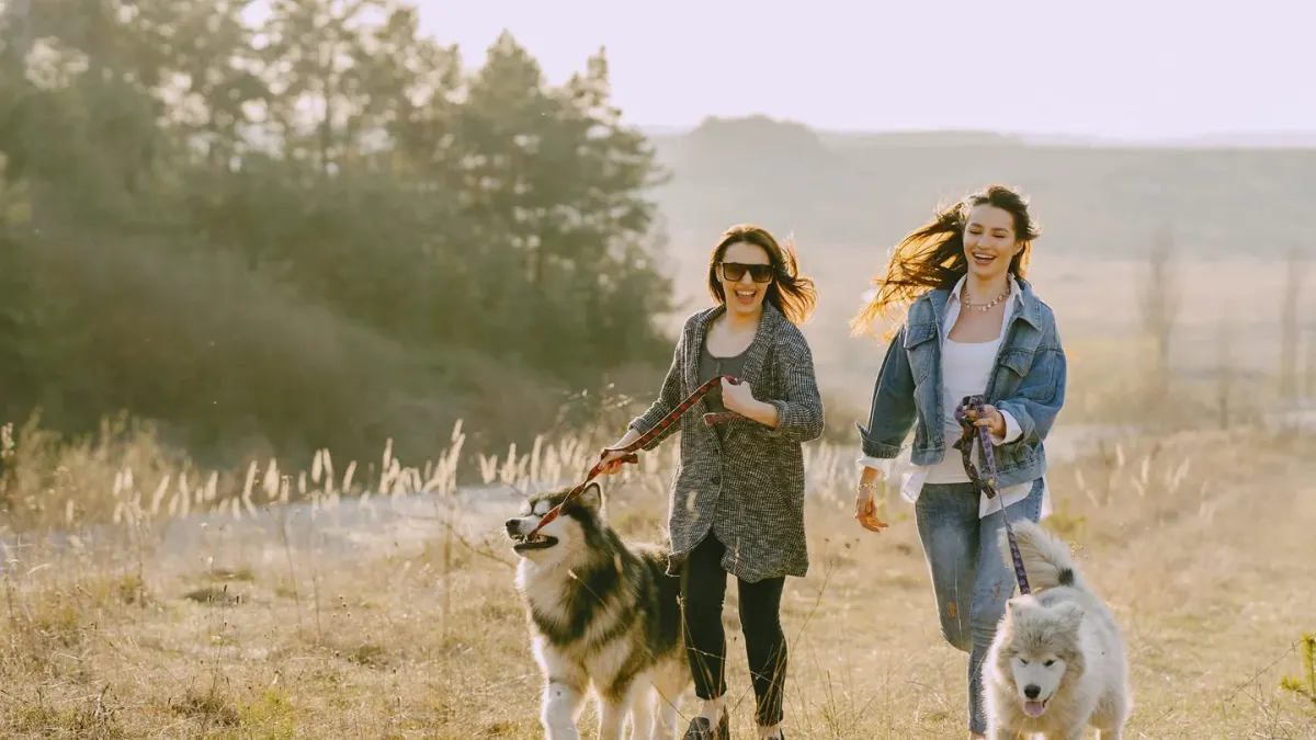 Dog walking outdoors