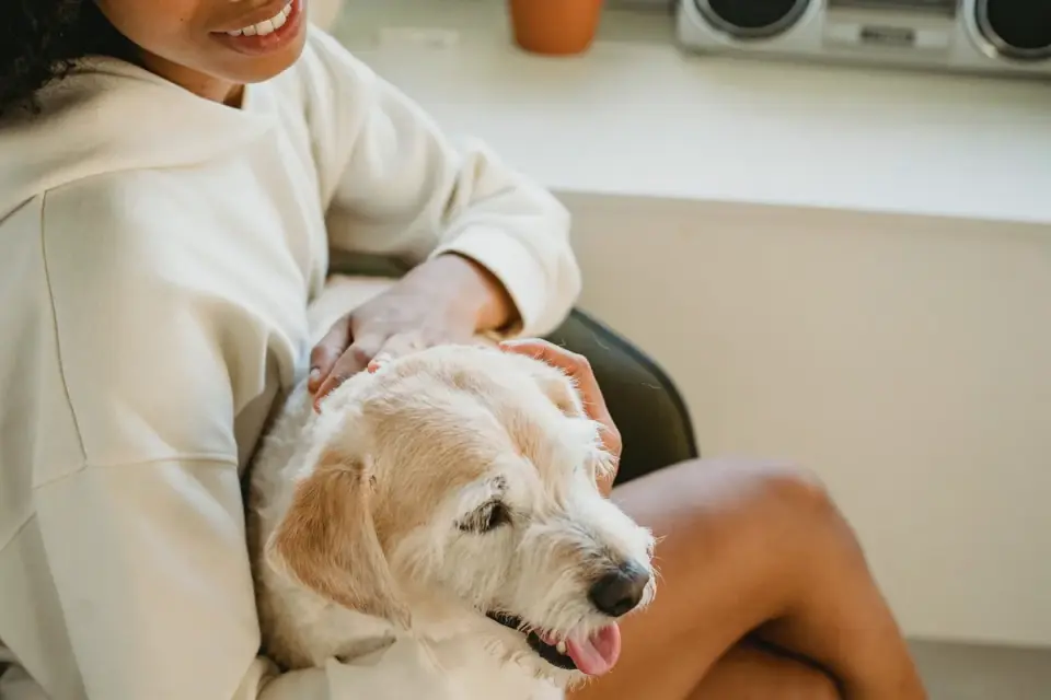 Dog with an owner
