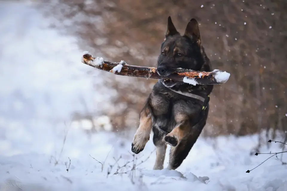 German Shepherd clearing an agility jump on a grass field