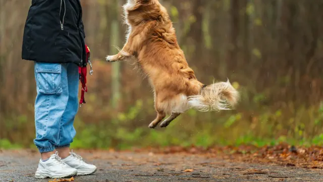 Older dog with an owner in a park