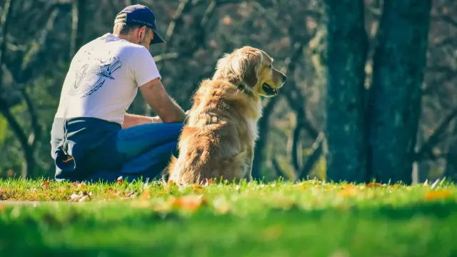 Older dog with an owner in a park