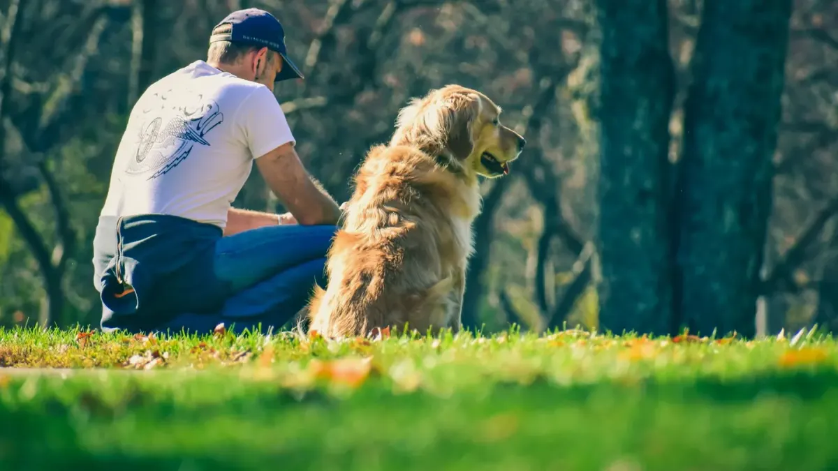 Older dog with an owner in a park