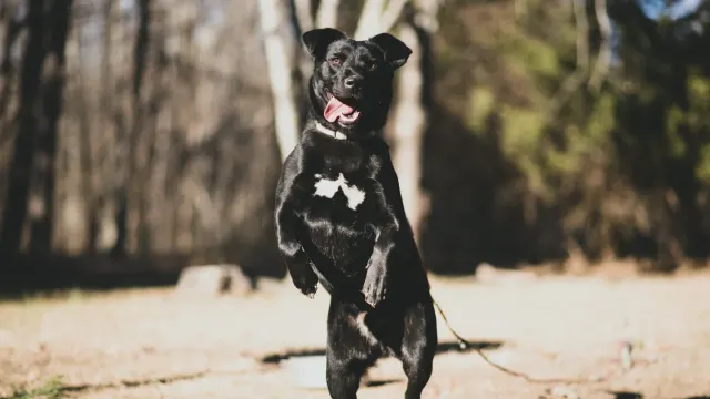 Senior dog pausing mid-stride with one hind paw not fully planted on the grass