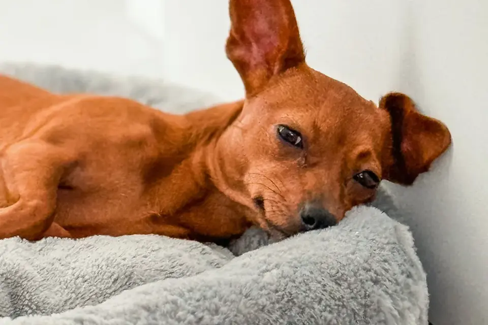 Senior dog resting at home