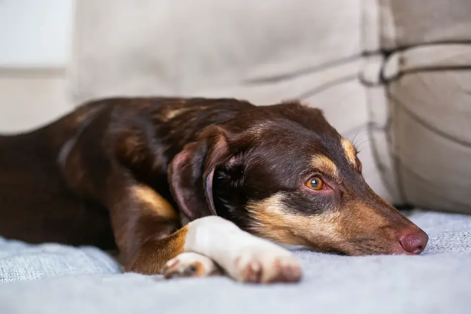 Senior dog resting at home