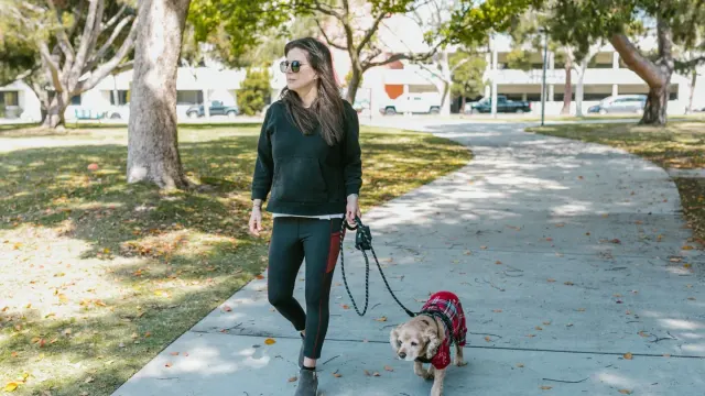 Senior dog walking with an owner