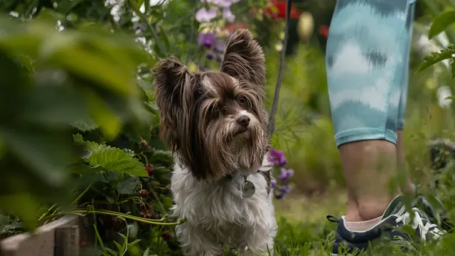 Senior dog walking with an owner