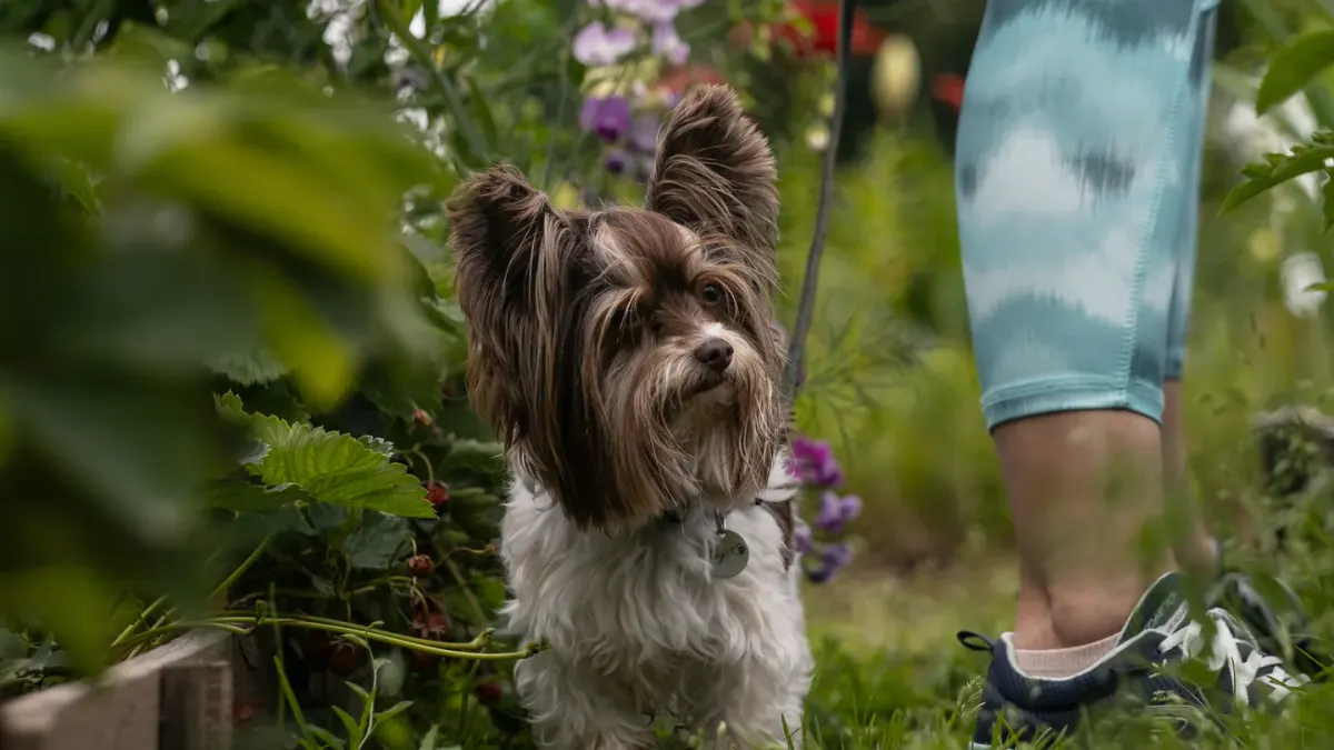 Senior dog walking with an owner