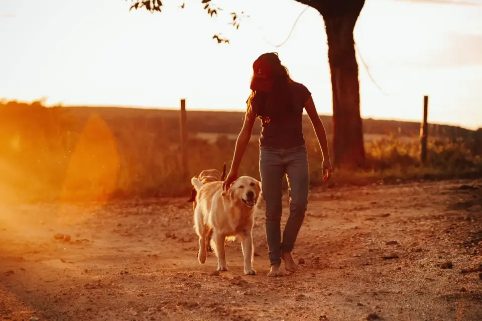 Senior dog walking with an owner