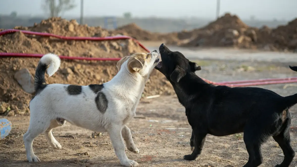 Two dogs in mid play-bow, front legs down and hindquarters raised